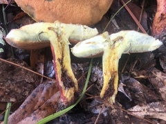 Lanmaoa pallidorosea