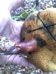 Lanmaoa pallidorosea