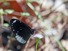 Euploea darchia niveata
