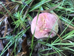 Lanmaoa pallidorosea