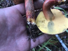 Lanmaoa pallidorosea