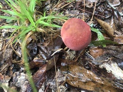 Lanmaoa pallidorosea