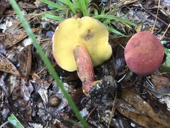 Lanmaoa pallidorosea