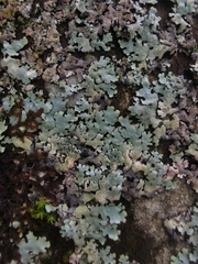Parmelina