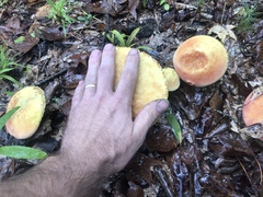 Lanmaoa pallidorosea