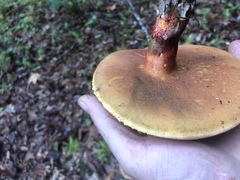 Lanmaoa pallidorosea