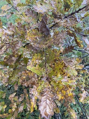 Quercus frainetto
