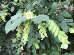 Flemingia strobilifera