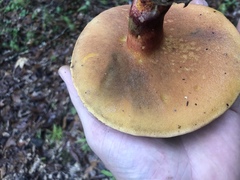 Lanmaoa pallidorosea