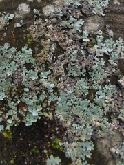 Parmelina