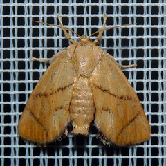 Apoda limacodes