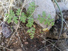 Hydrophylloideae