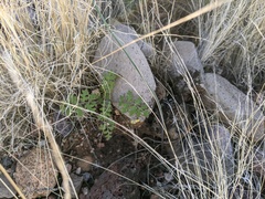 Hydrophylloideae