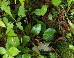 Ainsliaea macroclinidioides