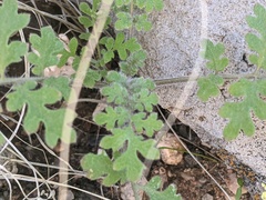 Hydrophylloideae