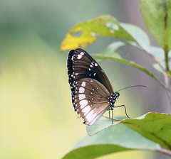 Euploea sylvester