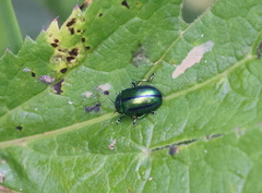 Oreina gloriosa