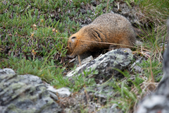 Urocitellus parryii