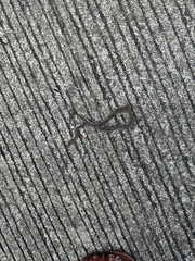 Coelognathus radiatus