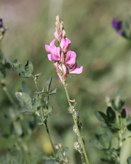 Onobrychis viciifolia