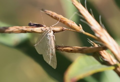 Udea lutealis