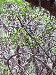 Cyornis tickelliae