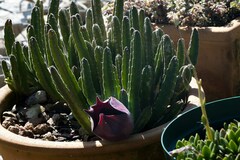Stapelia leendertziae