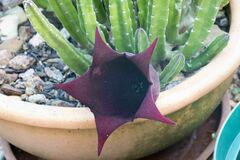 Stapelia leendertziae