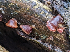 Auricularia polytricha