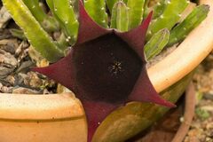 Stapelia leendertziae