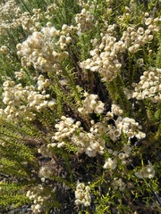 Helichrysum teretifolium