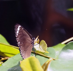 Euploea tulliolus