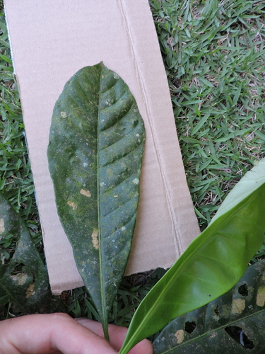 Image of Pouteria venosa by (c) Fabrício Mil Homens Riella, some rights reserved (CC BY)
