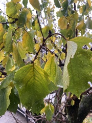 Prunus armeniaca