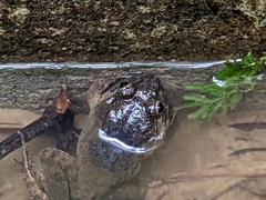 Limnonectes fujianensis