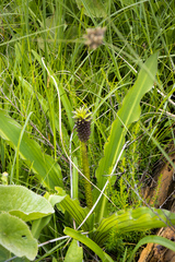 Eucomis comosa