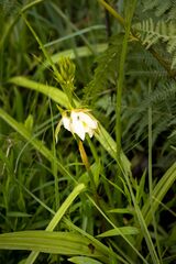 Eulophia calanthoides