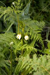 Eulophia calanthoides