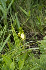 Eulophia calanthoides