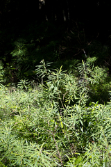 Euphorbia kraussiana