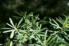 Euphorbia kraussiana