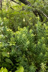 Euphorbia kraussiana