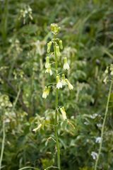 Ornithogalum princeps