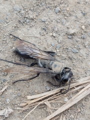Sphex argentatus