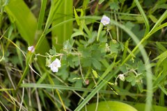 Geranium flanaganii