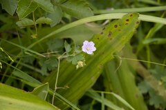 Geranium flanaganii
