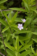 Geranium flanaganii