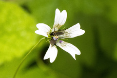 Geranium wakkerstroomianum
