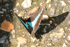 Graphium sarpedon sarpedon