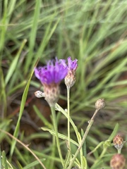 Oocephala staehelinoides